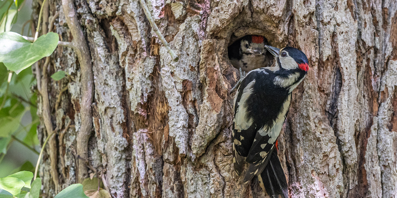 Les amours des oiseaux
